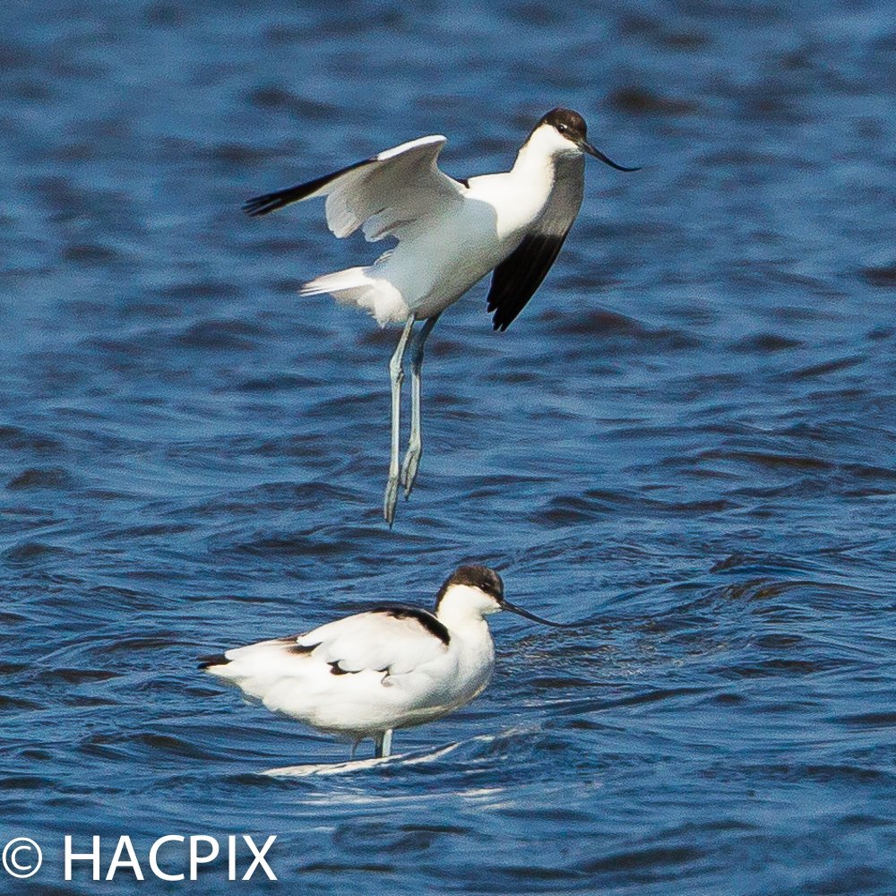 HACPIX's tweet photo. A successful spring has resulted in a small flock of pied #Avocet at #Keyhaven #Hampshire with at least 3 surviving juvs. Well named #recurvirostra the bill shape of adult male and female is noted. https://t.co/H1X1ECNmxs