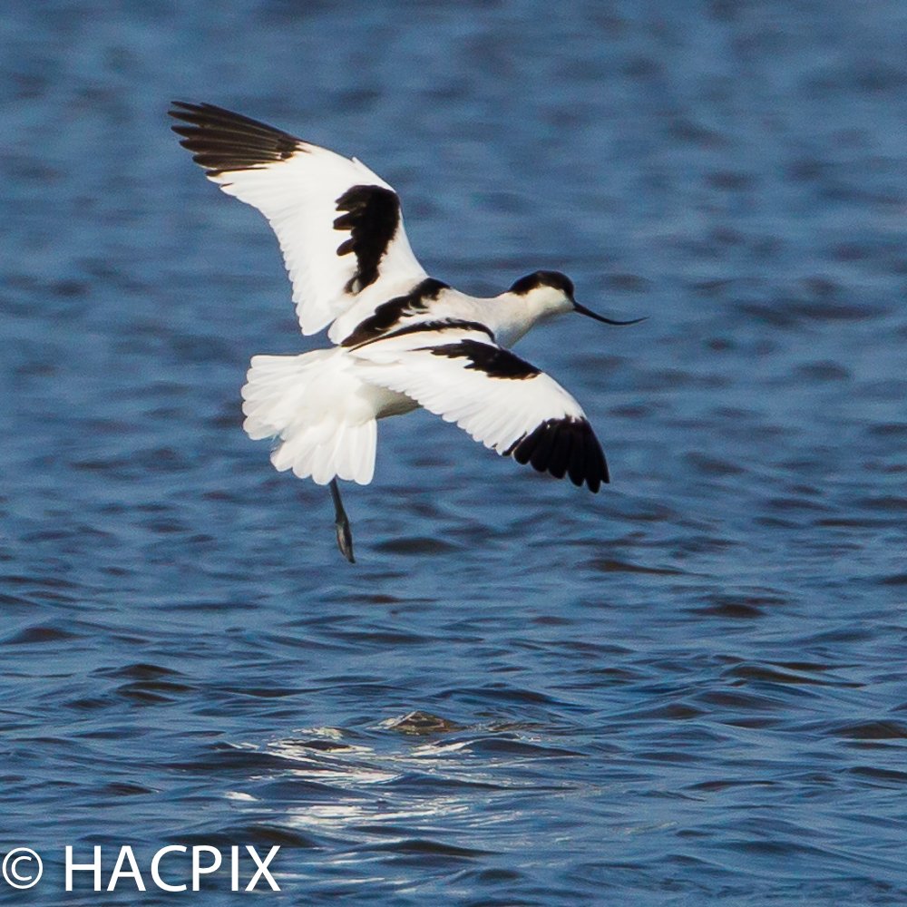 HACPIX's tweet photo. A successful spring has resulted in a small flock of pied #Avocet at #Keyhaven #Hampshire with at least 3 surviving juvs. Well named #recurvirostra the bill shape of adult male and female is noted. https://t.co/H1X1ECNmxs