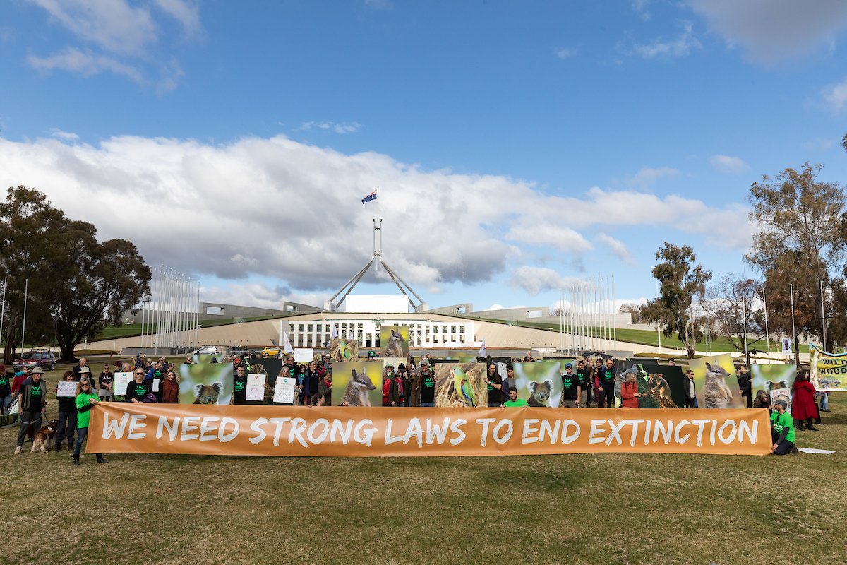 AusConservation's tweet image. Right now, nearly 2000 Australian plants &amp;amp; animals are at risk of extinction. The solution is simple: strong new #naturelaws.  #StandAgainstExtinction #ThreatenedSpeciesDay