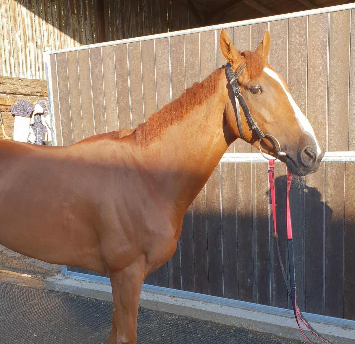 donaldmccain's tweet photo. Handy hollow after another tough effort yesterday,all ok #smallnmighty https://t.co/5l2KvRcQb2