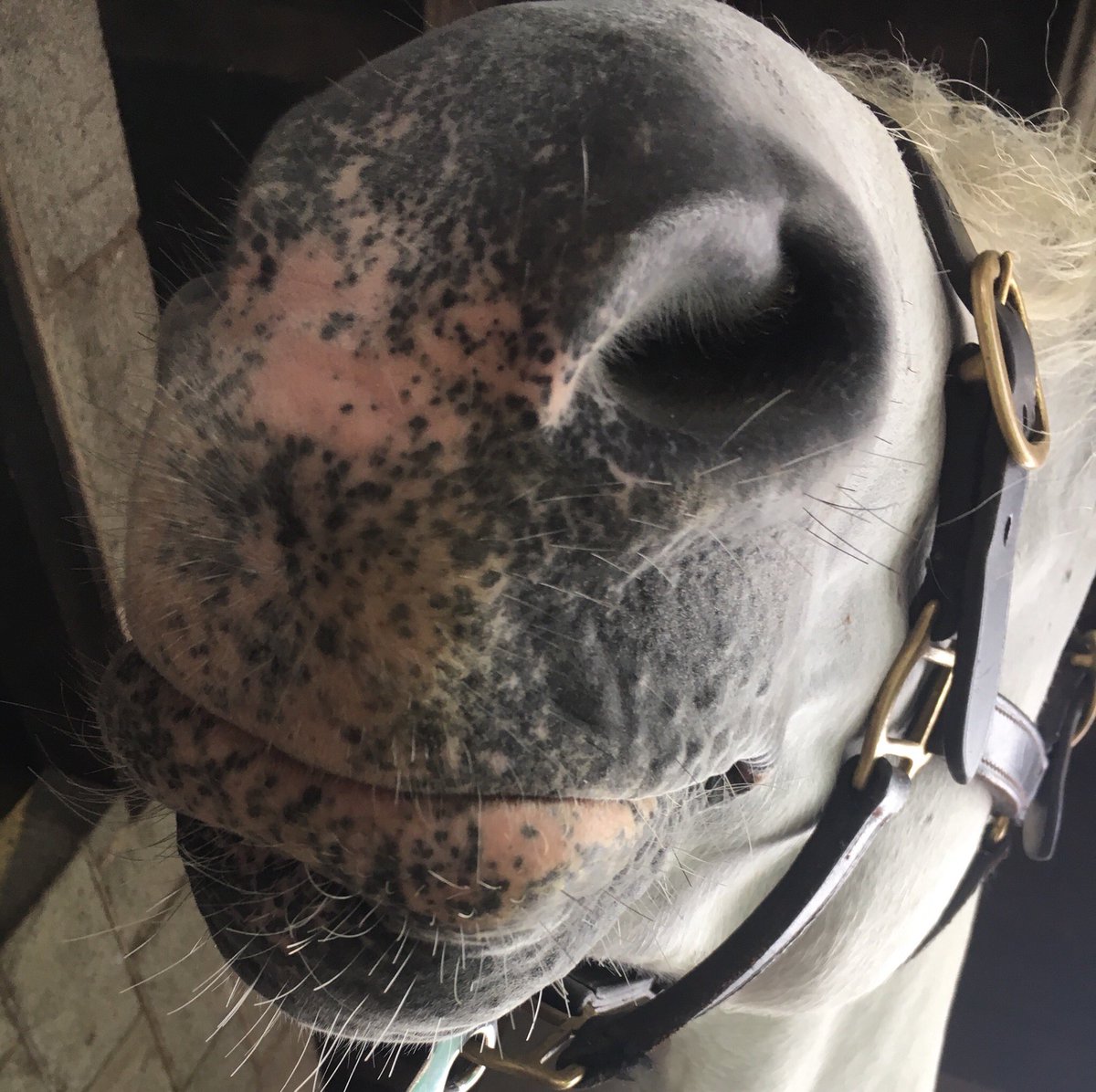 CapitalEquestri's tweet photo. Busy #Friday ahead after a lovely day meeting and measuring some new rather beautiful and cheeky #Champion 🏆🥇 #ponies #Connemara #Stallion #Mare. Just a joy 😍! #Equine #Sculpture #privatecommissions #Cheshire #AlderleyEdge #Manchester https://t.co/VNMGHkx4x3