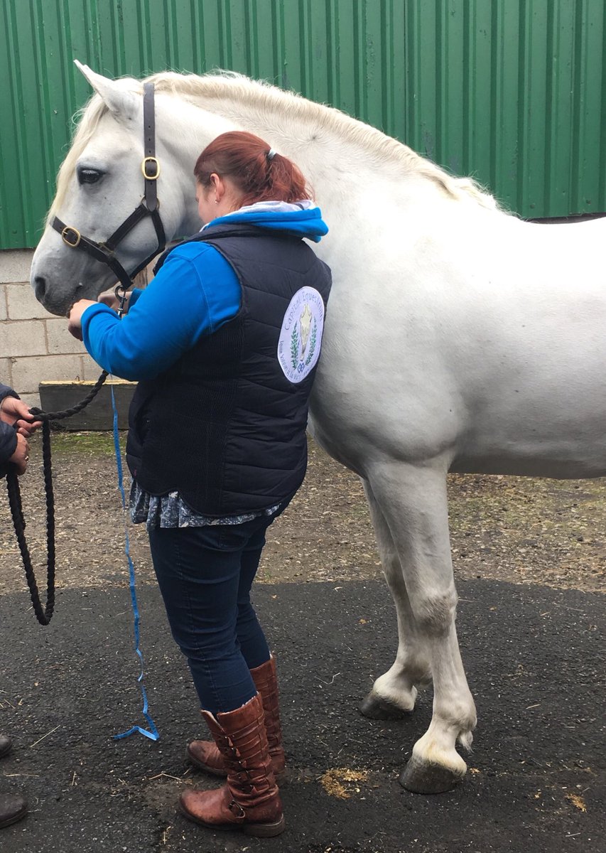 CapitalEquestri's tweet photo. Busy #Friday ahead after a lovely day meeting and measuring some new rather beautiful and cheeky #Champion 🏆🥇 #ponies #Connemara #Stallion #Mare. Just a joy 😍! #Equine #Sculpture #privatecommissions #Cheshire #AlderleyEdge #Manchester https://t.co/VNMGHkx4x3