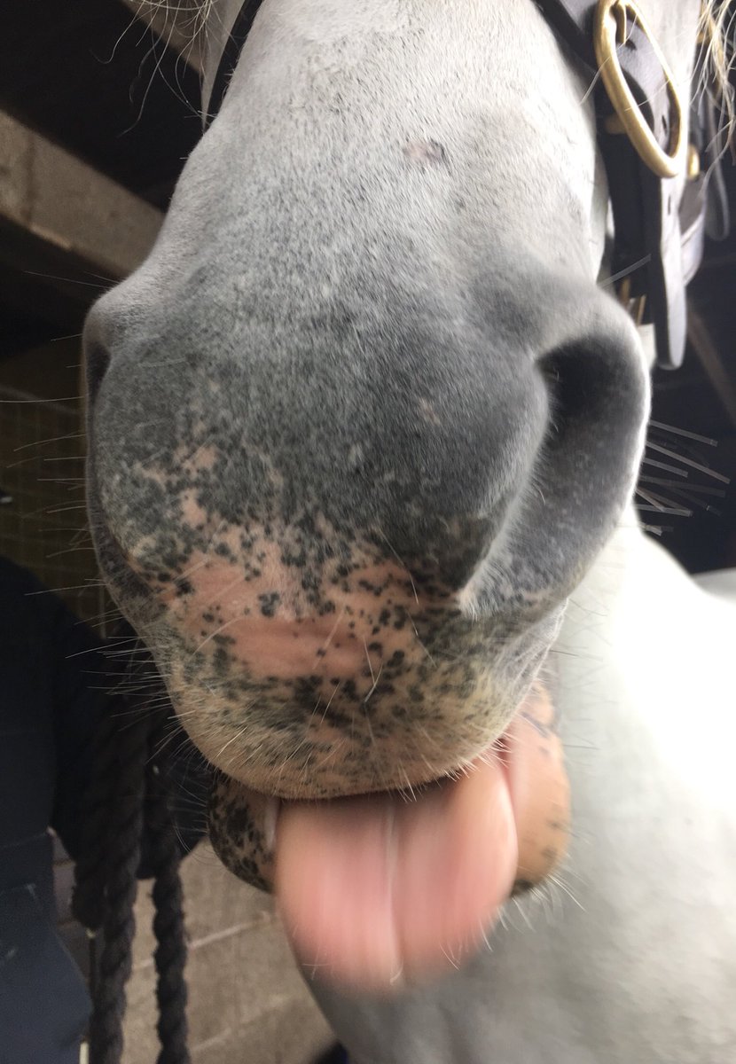 CapitalEquestri's tweet photo. Busy #Friday ahead after a lovely day meeting and measuring some new rather beautiful and cheeky #Champion 🏆🥇 #ponies #Connemara #Stallion #Mare. Just a joy 😍! #Equine #Sculpture #privatecommissions #Cheshire #AlderleyEdge #Manchester https://t.co/VNMGHkx4x3