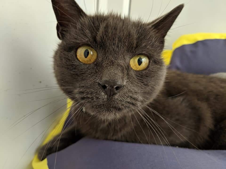 Please help me find a home.  My name is Jake and I am 11.  I have a friend called Jerry who is 14.   
If you would like to meet me please ring Karen on 07598 752992 or Donna on 07591 741326. I am currently at our centre in Huntley.