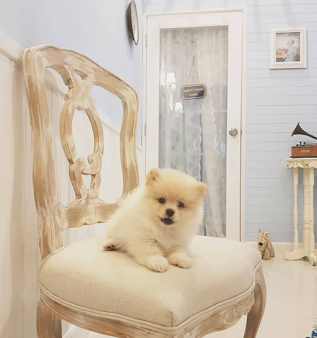 fuzzymugzapp's tweet photo. Living lavishly! π Check out @petsborough_hotel for more, and ππ½ click the link in our bio @fuzzymugz ππ½
β’
β’
https://t.co/gTAsxlVoRU
β’
β’
β’
#pets #animals #petstagram #petsofinstagram #animal #petsagram #cats #fuzzymugz #doglover #catsofinstagram #puppies #kitty https://t.co/hd1v1ly8Ry