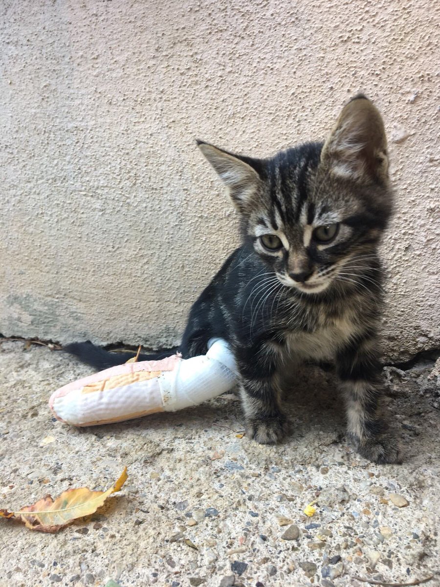 arkadaşlar bu bebeğin üstünden araba geçmiş, sokakta şu an. izmirde sahiplenmek isteyen var mı