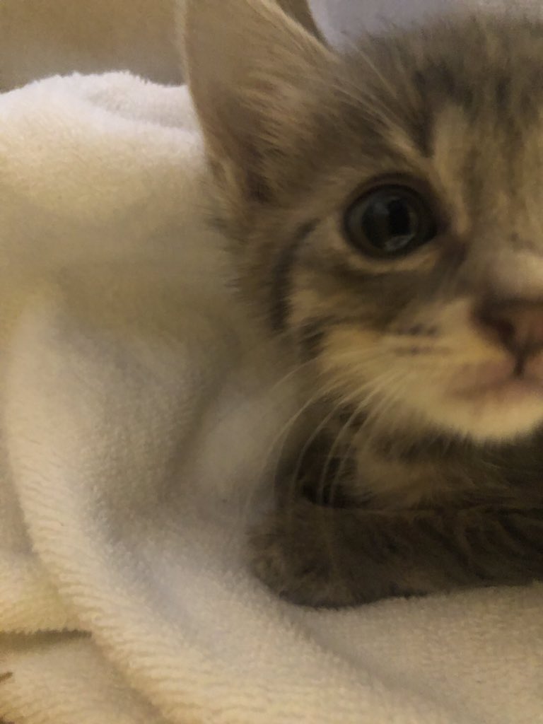 ae3vu's tweet photo. 捨て猫救出して家族が増えました。
とてもじゃないけどお世話で勉強できん笑

猫３匹みーんな捨て猫ちゃん🐈
幸せになろうねー💓

さっ、お風呂入って晩ご飯まで勉強しよ！ https://t.co/YWVrZxAsvI
