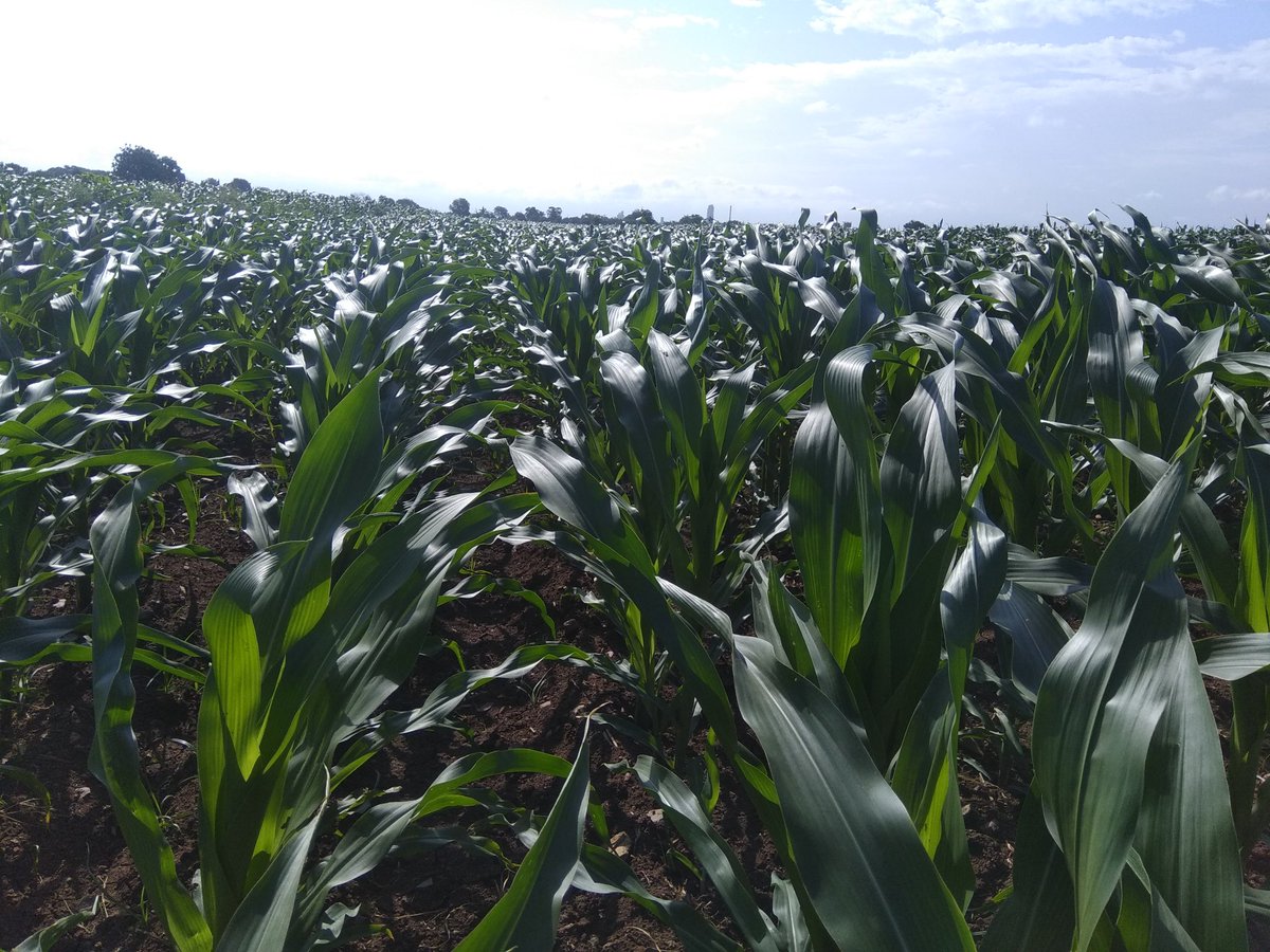gittholla's tweet image. Godavari Seeds Maize SLOKA, FarmerName:Sakunaala Siva Sankar Reddy, KORRAPOLUR VILL GADIVEMUKA MD KURNOOL DT,Cell:9381173429