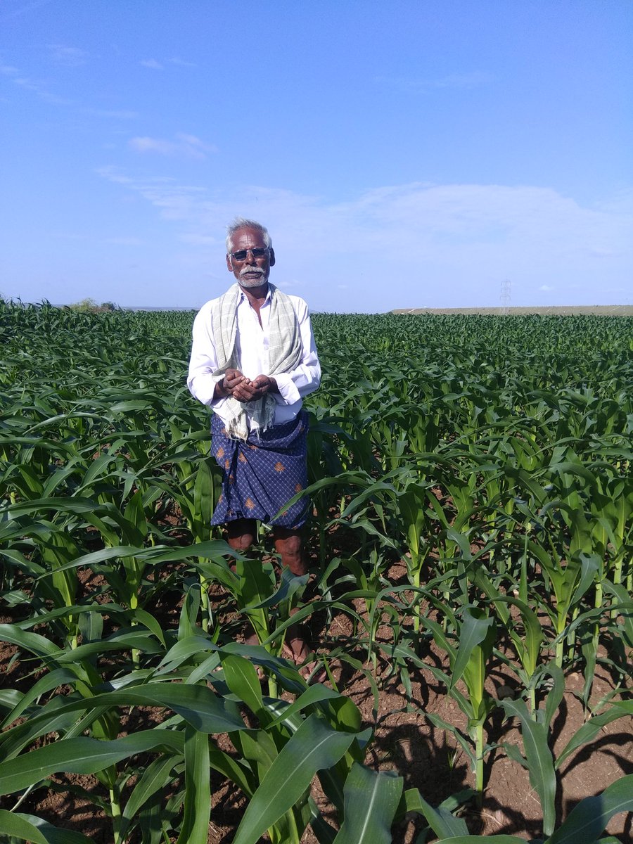 gittholla's tweet image. Godavari Seeds Maize SLOKA, FarmerName:Sakunaala Siva Sankar Reddy, KORRAPOLUR VILL GADIVEMUKA MD KURNOOL DT,Cell:9381173429