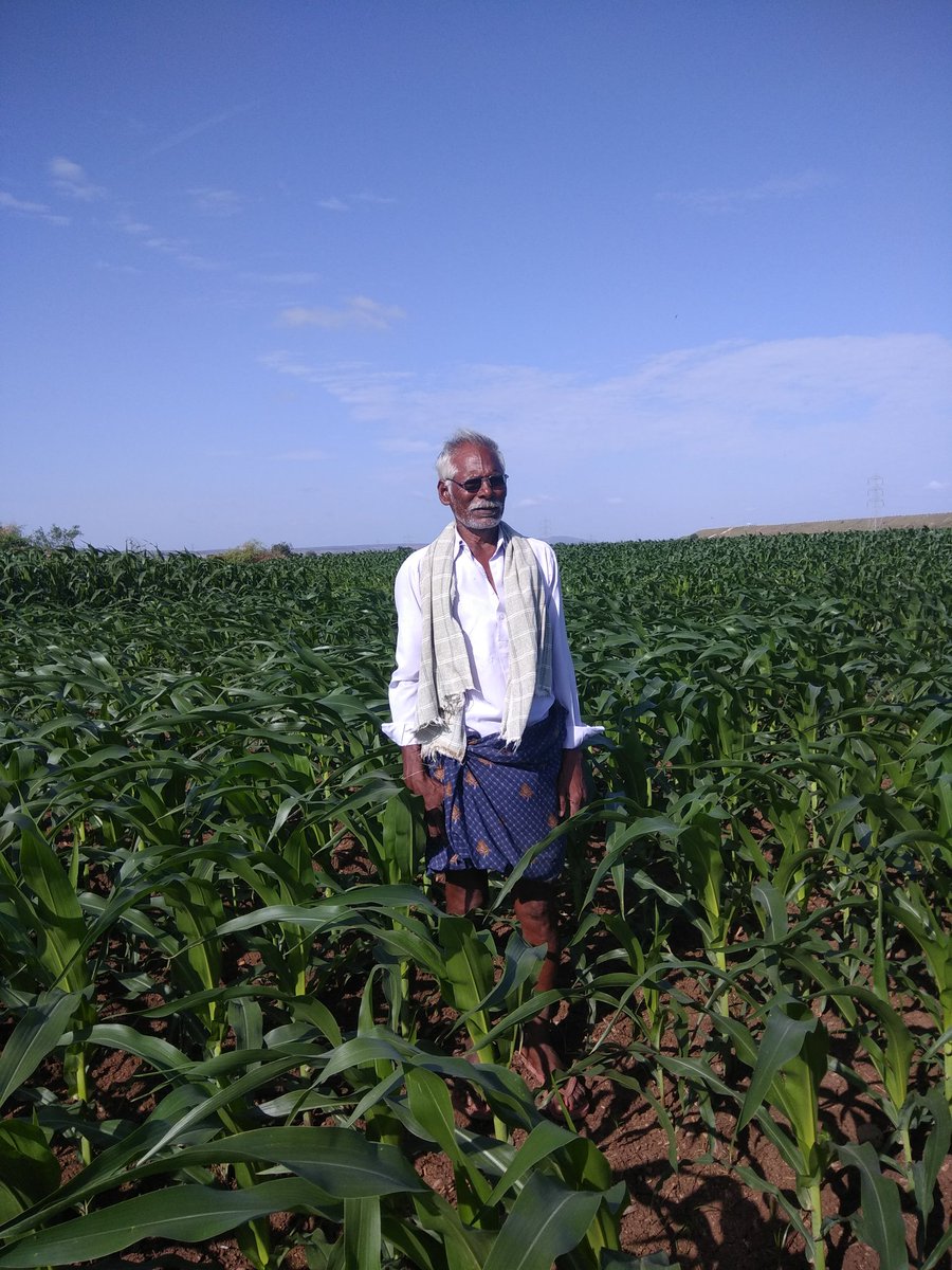 gittholla's tweet image. Godavari Seeds Maize SLOKA, FarmerName:Sakunaala Siva Sankar Reddy, KORRAPOLUR VILL GADIVEMUKA MD KURNOOL DT,Cell:9381173429
