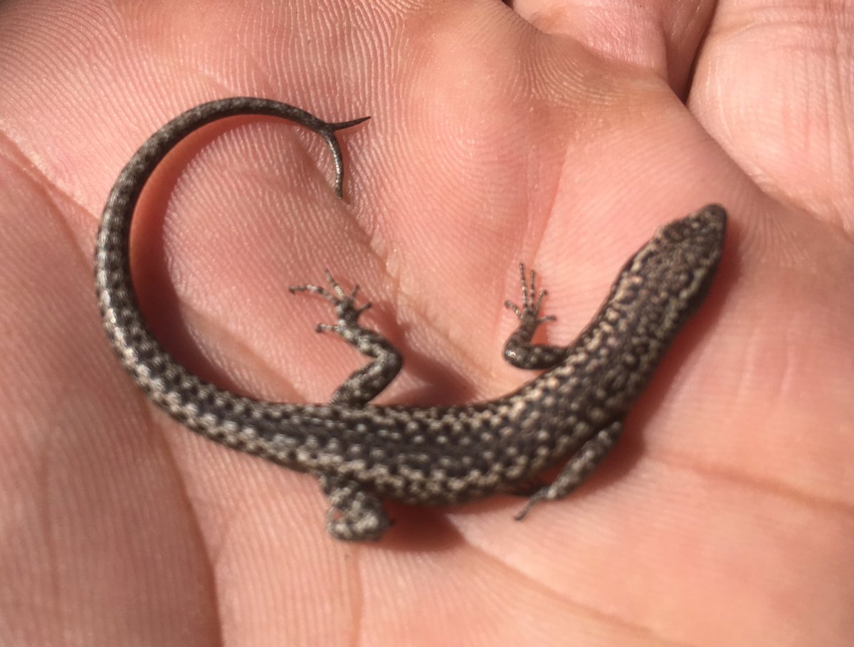 DrDMichael's tweet photo. Tail regeneration in lizards is a remarkable trait. Here’s a Ragged Snake-eyed Skink with a bifurcated tail. #MurrayStudy #WildOz https://t.co/OkWtAJJmwa
