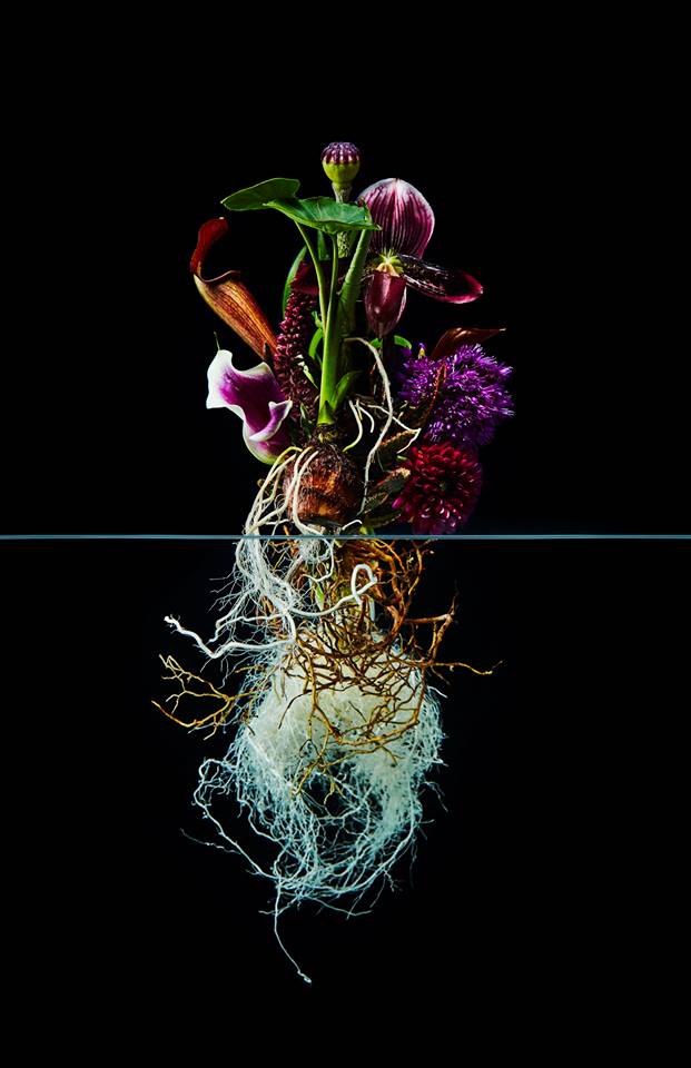 Floristicplanet's tweet photo. Azuma Makoto #floral #florist #флорист #флористика https://t.co/PmM8kHVhup
