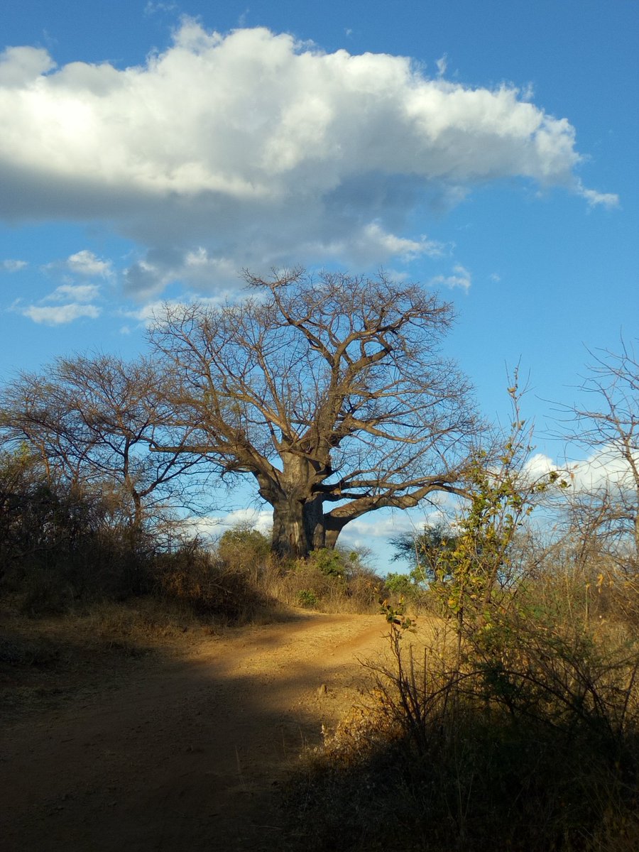 Baobab Tree towering away in #MeruNationalPark. Excuding it's dominance in the flora family. A noticeable land mark in the park. Awesome view.  #HiddenGemsOfKenya #TembeaKenya #TembeaMeru @MagicalKenya