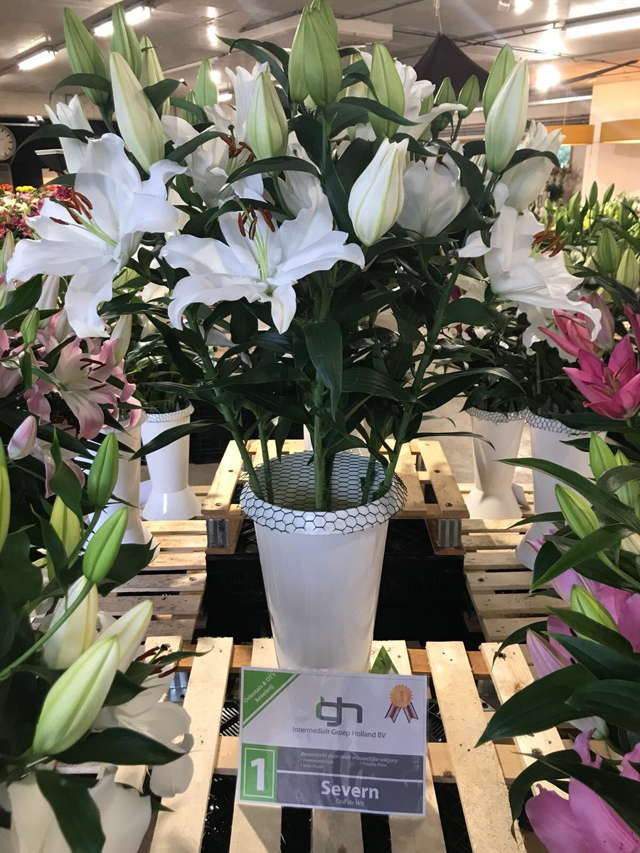 makbreeding's tweet photo. #Najaarsbloemenshow2018 #IGHbv https://t.co/r5Lcggm7Gx