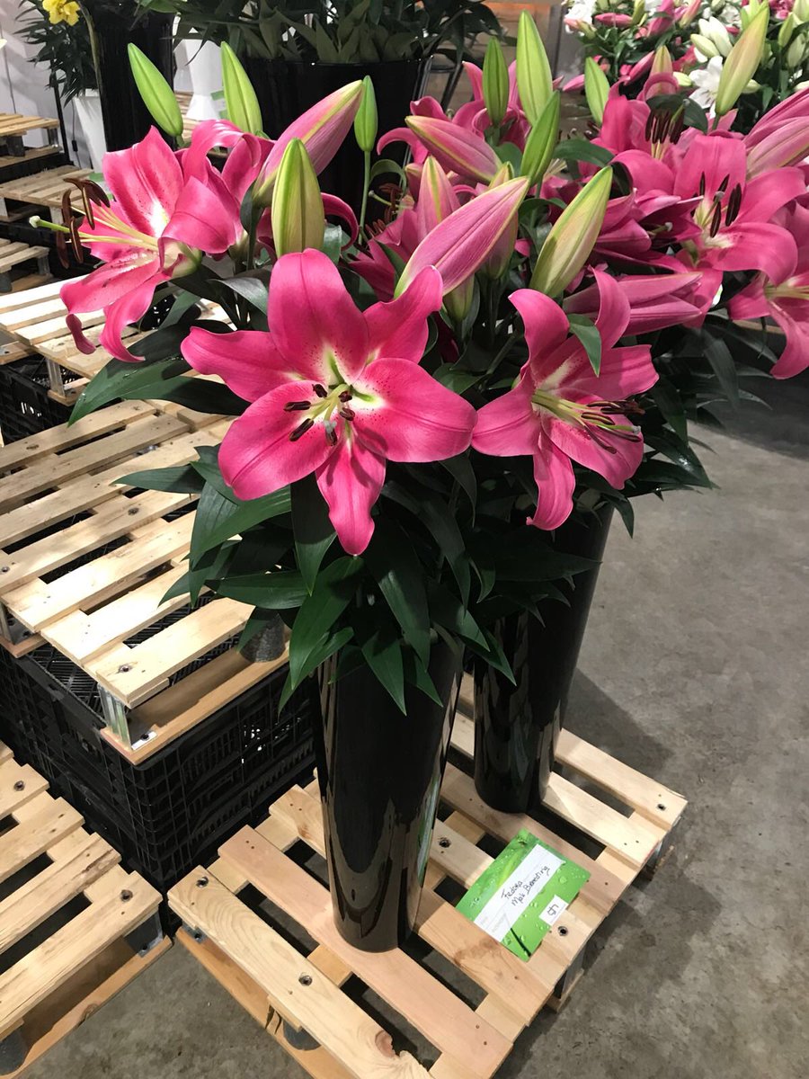 makbreeding's tweet photo. #Najaarsbloemenshow2018 #IGHbv https://t.co/r5Lcggm7Gx