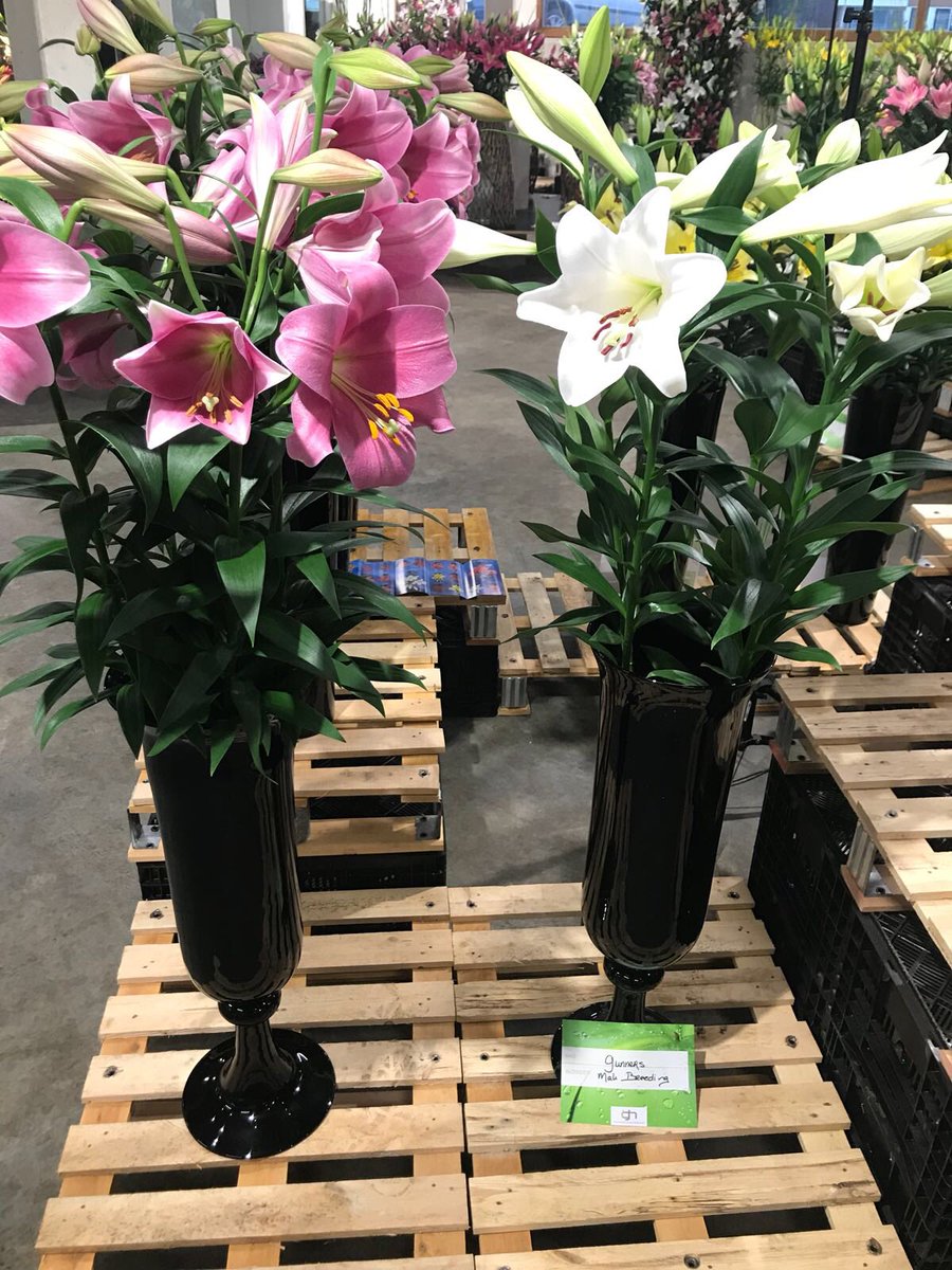 makbreeding's tweet photo. #Najaarsbloemenshow2018 #IGHbv https://t.co/r5Lcggm7Gx