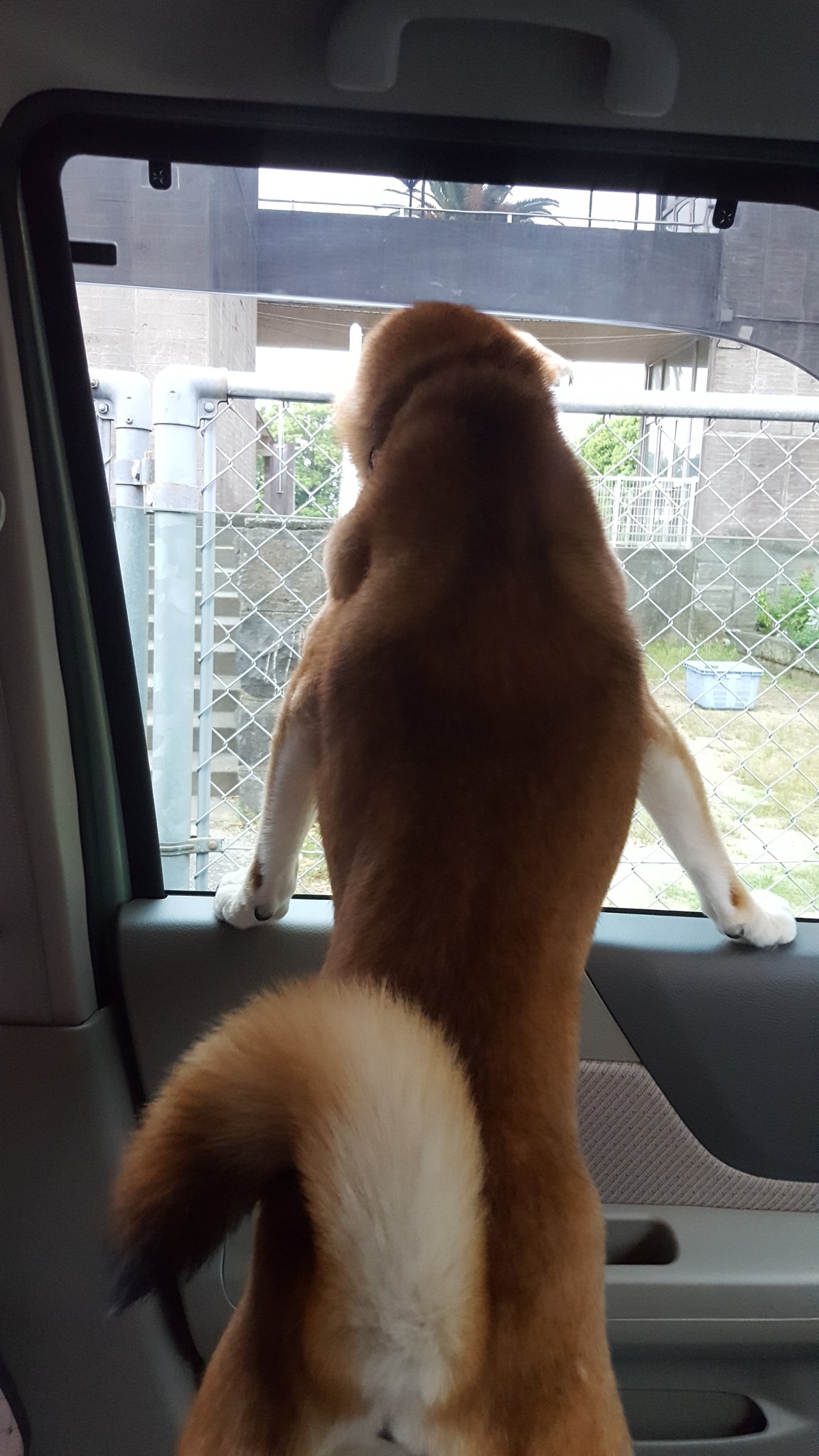 柴犬チェック - Search / X