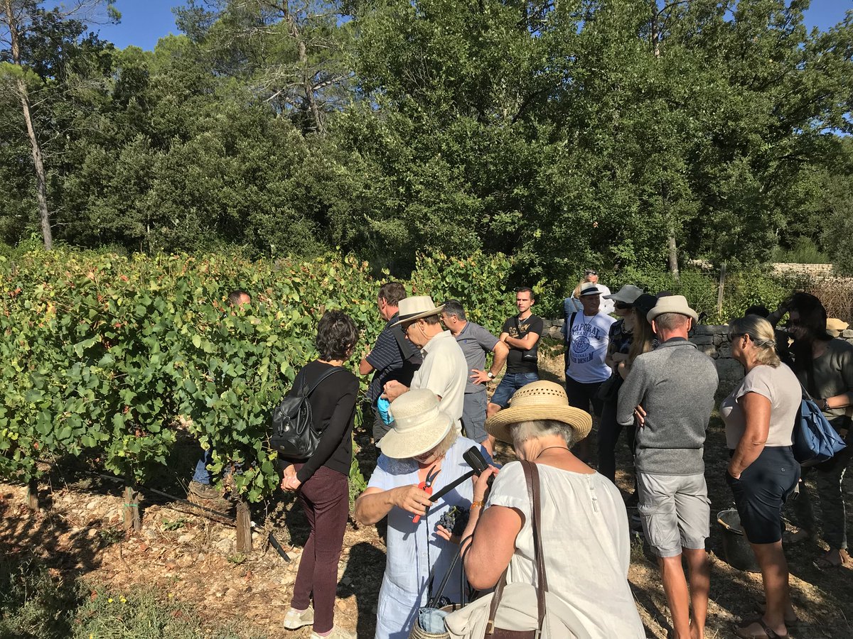 Premier atelier, la visite d’une parcelle en vendanges avec Fouad, notre chef de culture ! Comment savoir que le #raisin est prêt, quel #millésime attendre, (presque) tous les secrets sont dévoilés à nos vendangeurs d’un jour ! #vendangespeyrassol #portesouvertes