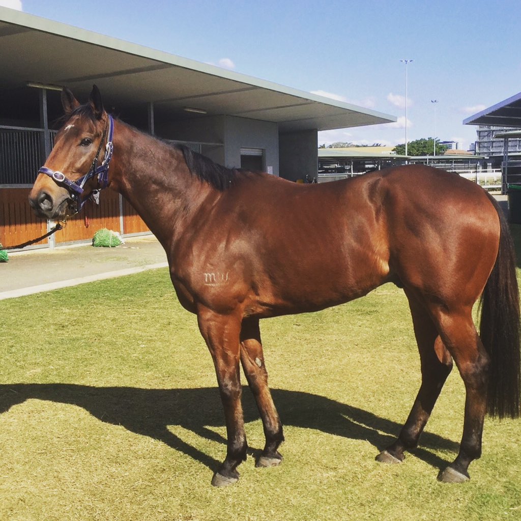 swifty_86's tweet photo. Martinelli returns to the races tomorrow @BrisRacingClub !! He'll do us proud as usual !! @munceracing @FSDracing #rollforward #martinelli https://t.co/BfoU0TaN5s