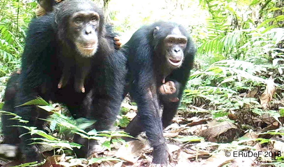 ERuDeF August Programmes' eNewsletter - mailchi.mp/23aa6175c85c/g…