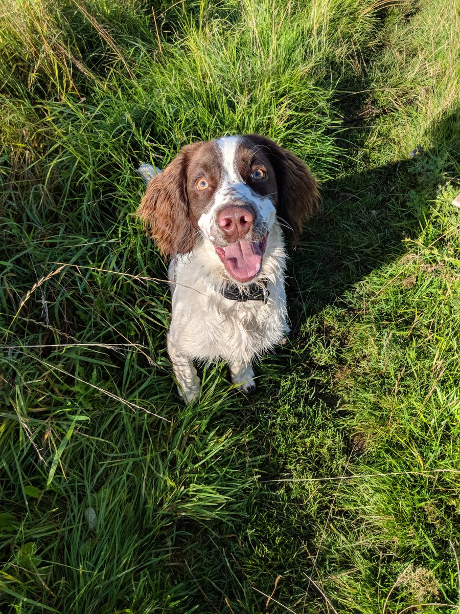 PSOSDogs's tweet photo. We think #TPDArchie is enjoying life learning the ropes with #TeamChaos. Look at the face😂😍. Have a happy Friday peeps 🐾🐶 #BeMoreDog #TartanDog #NewRecruit #PDBilly #PDBodie https://t.co/PH2cU7FMC6