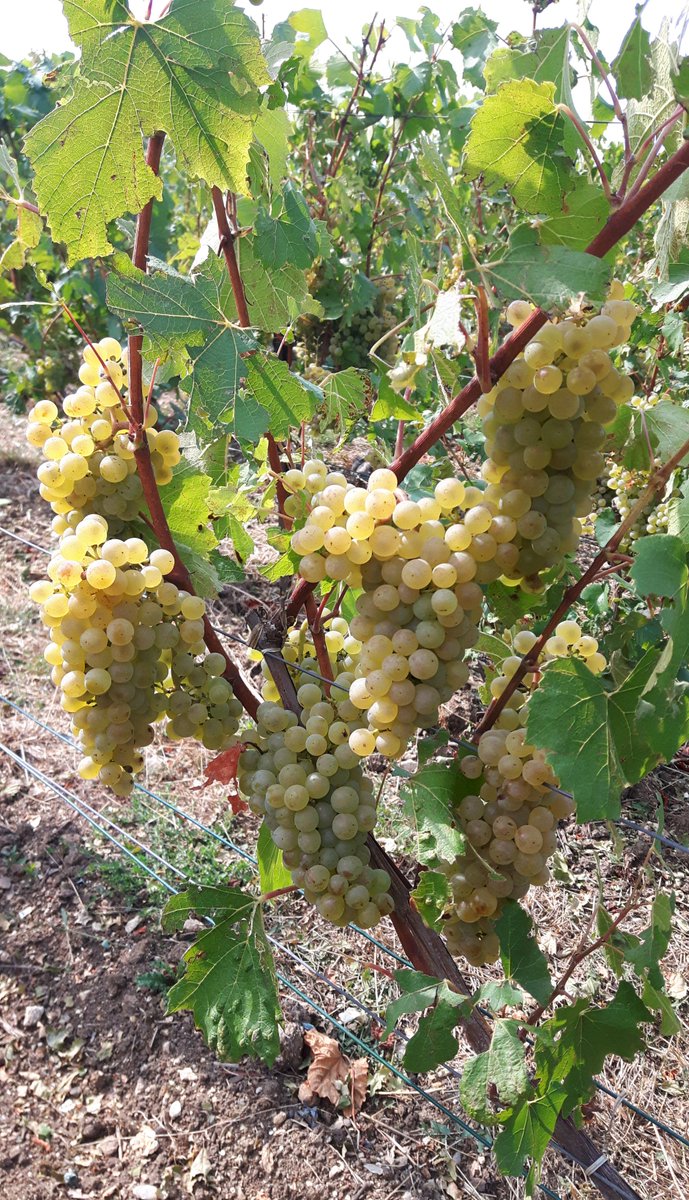 Champagne Bollinger tweet media