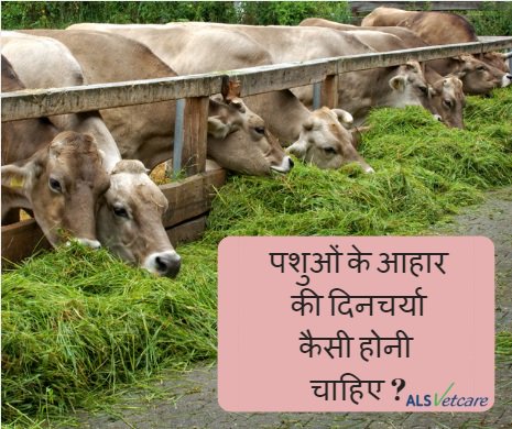alsvetcare's tweet photo. पशुओं के आहार की दिनचर्या कैसी होनी चाहिए?
•दिन में ३-४ बार चारा खिलाना चाहिए|
•सुखा और दाना चारा मिश्रित करके खिलाए|
•दाना मिश्रण भी दो बार बराबर खिलाए|
•चारा खिलाने के बाद दाना खिलाए|
•हर दिन औसतन गाय को ३५-४० लिटर पानी की जरूरत होती है| 
 #dairyfarming #pharmacy https://t.co/thTZ3ihimX