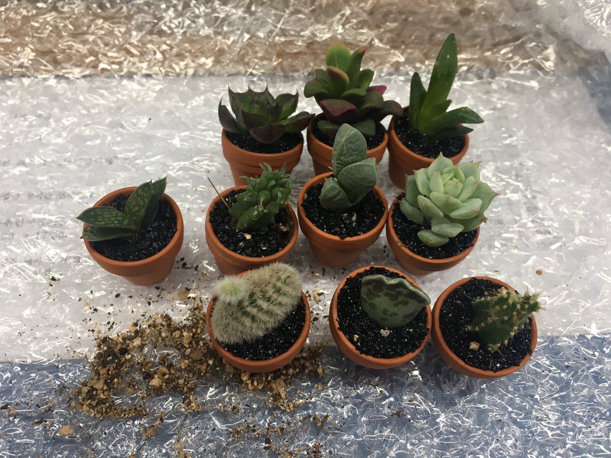 24km's tweet image. 나도 식물 많이~ 잘~ 키우고 싶은데🤔 우선 꼬꼬마들 🤗🤗 #미니다육