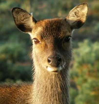 Nature Volunteers tweet media