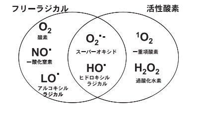 フリー ラジカル