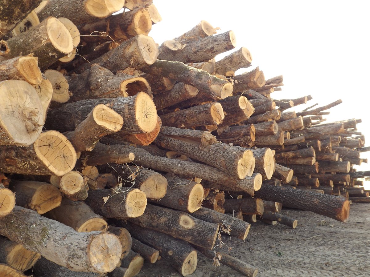 ButlerWoodInc's tweet photo. Got wood? If the answer is no, we can help! Visit our website at: https://t.co/ZAS3e7HrhW! 🔥 #cookingtime #BBQ #grilling #foodie #fireitup https://t.co/5napYwqNFH