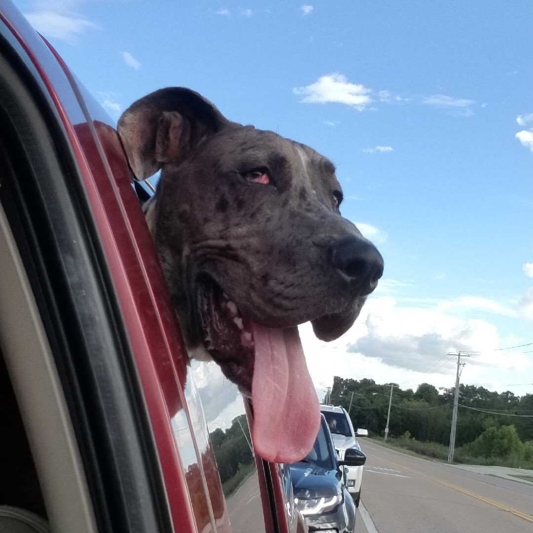 KingsleytheDane's tweet photo. Morning, world! Heading to doggie daycare! Hope everybody has a great day!! #greatdanes #HappyLife https://t.co/TBnofKgOCy