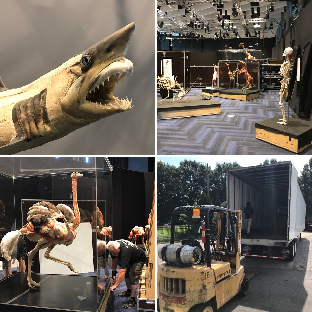 ScienceMusofVA's tweet photo. Bye bye, #BodyWorlds #AnimalInsideOut! Thanks for an awesome summer celebrating creatures large & small! We were honored to host such a powerful touring exhibit. And thanks to everyone who visited to experience it! #rva #va #vamuseums #science #PackingUp #ExhibitBreakdown https://t.co/vs1jkaHEnh