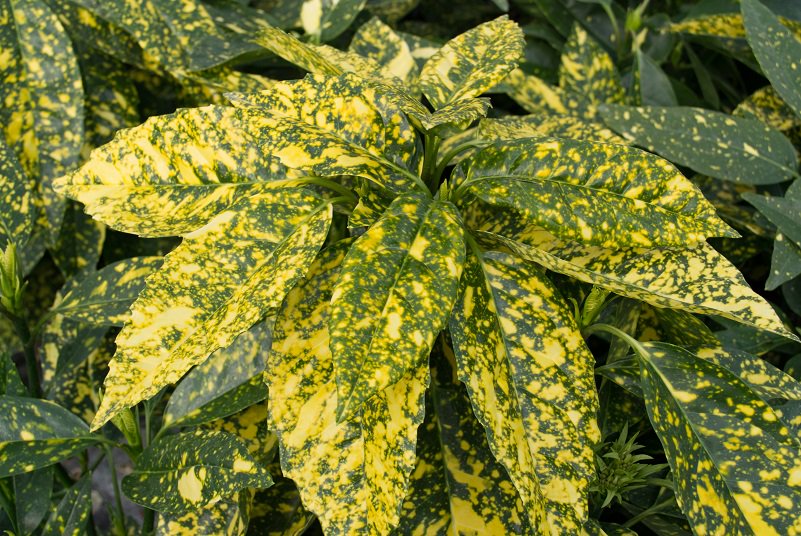WyevaleNurs's tweet photo. Aucuba ‘Crotonifolia’ is a great evergreen #shrub that provides year-round colour. 

Small flowers in #spring followed by red berries in #autumn. Also suitable for a shady site. Please RT. https://t.co/8IujuSefEM