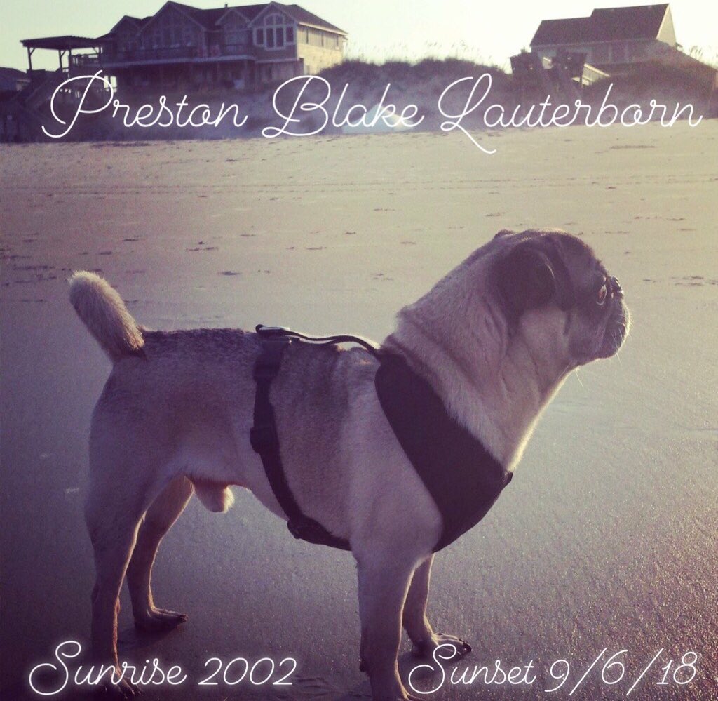 Dear friends - it is with a heavy heart that I have to tell you my sweet boy passed away. 🖤 Thank you all for following his journey.