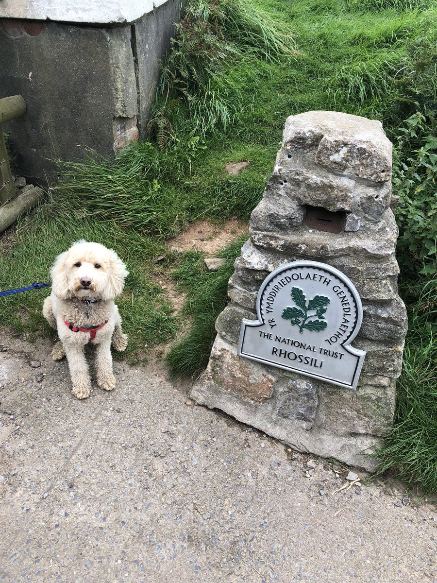 JanShepherd1712's tweet photo. Fab first Friday off work. Sunflowers on the turn but worth the visit π»π». #GowerNT @graceshepherdd https://t.co/w9hNPfwQwX