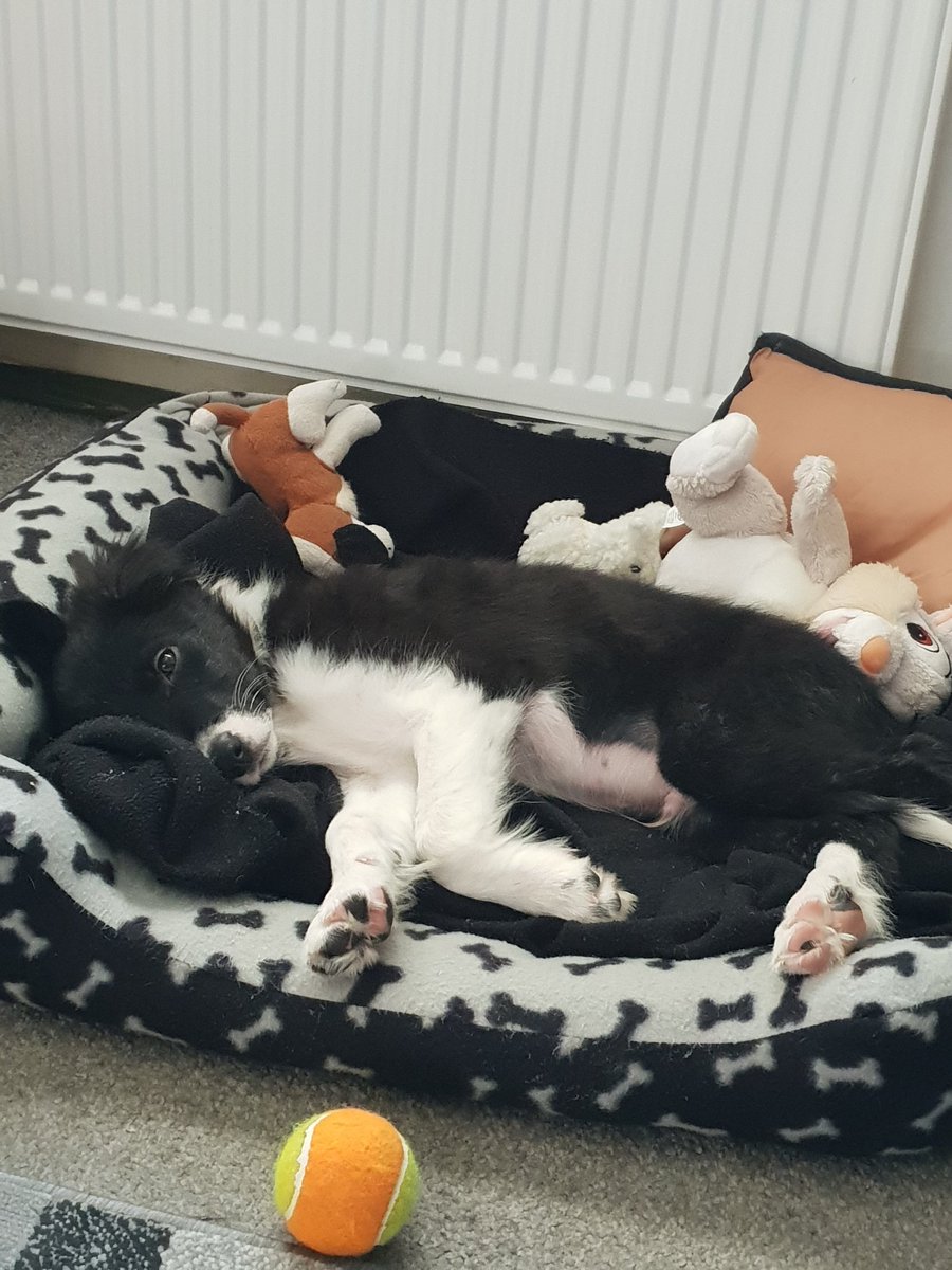 @BCTGB @norm1037 @AmaziingPuppies @animallovepage @zakthecolliedog We are so lost without our Zara... Gary & I would like to introduce our baby boy Jackson to the Meldrum family......who will be absolutely ruined and saturated with all our love 🐾🐾🐾