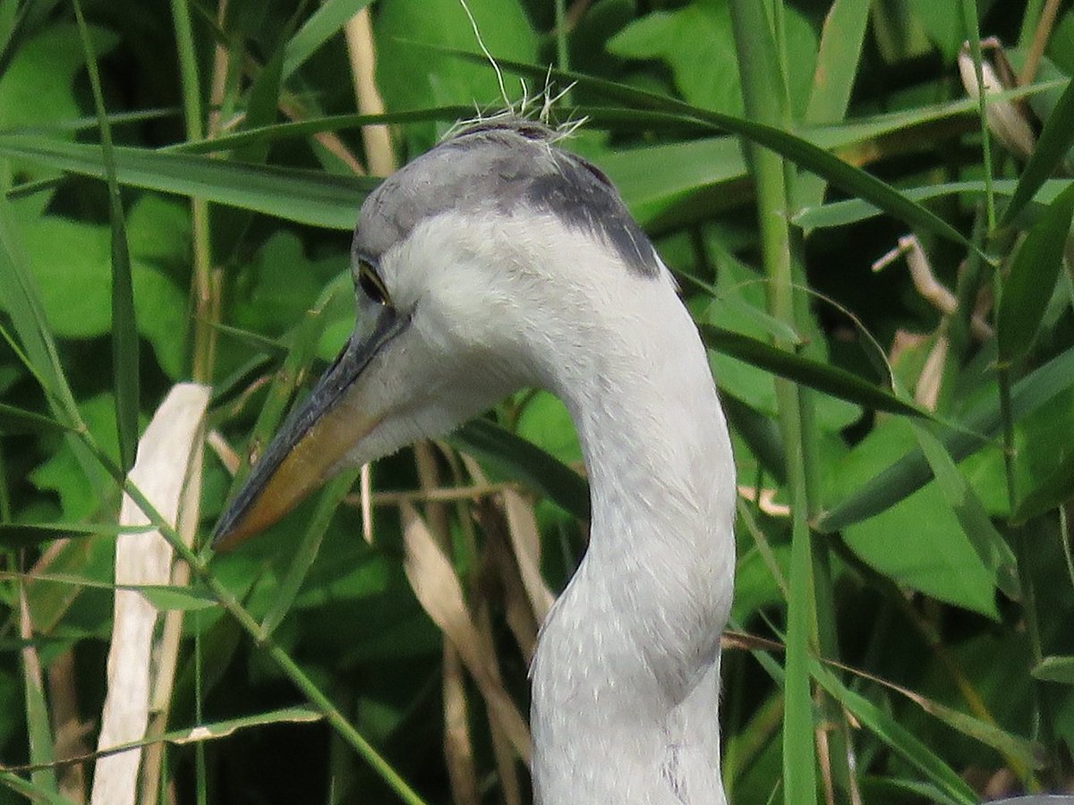 邪魔っけな小僧 産毛 アホ毛 がチョロリンの若鳥さん あっちキョロキョロ こっちキョロキョロ 頑張ってエサ探し なかなか食事にありつけない アカサギ と叫びながらチビッ子ザリガニハンターたち来襲 空腹のまま 退散 藤沢市