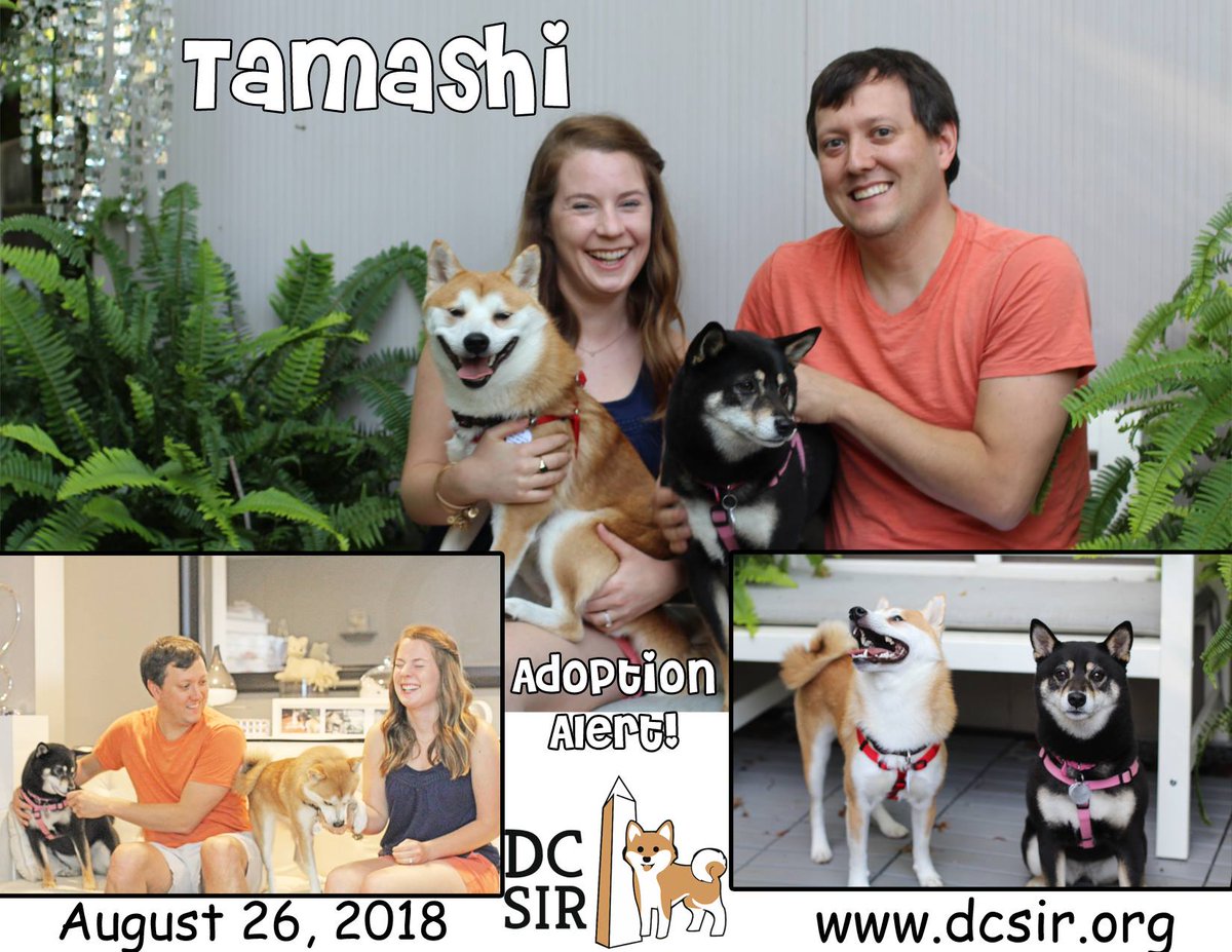 DCShibaRescue's tweet photo. #AdoptionAlert! Please join us in congratulating Tamashi on his adoption and welcome his pawrents to the #DCSIR family! https://t.co/JOCV3ulJSq #HappyTails #RescueSavesLives https://t.co/X2WTqbZ4Ju