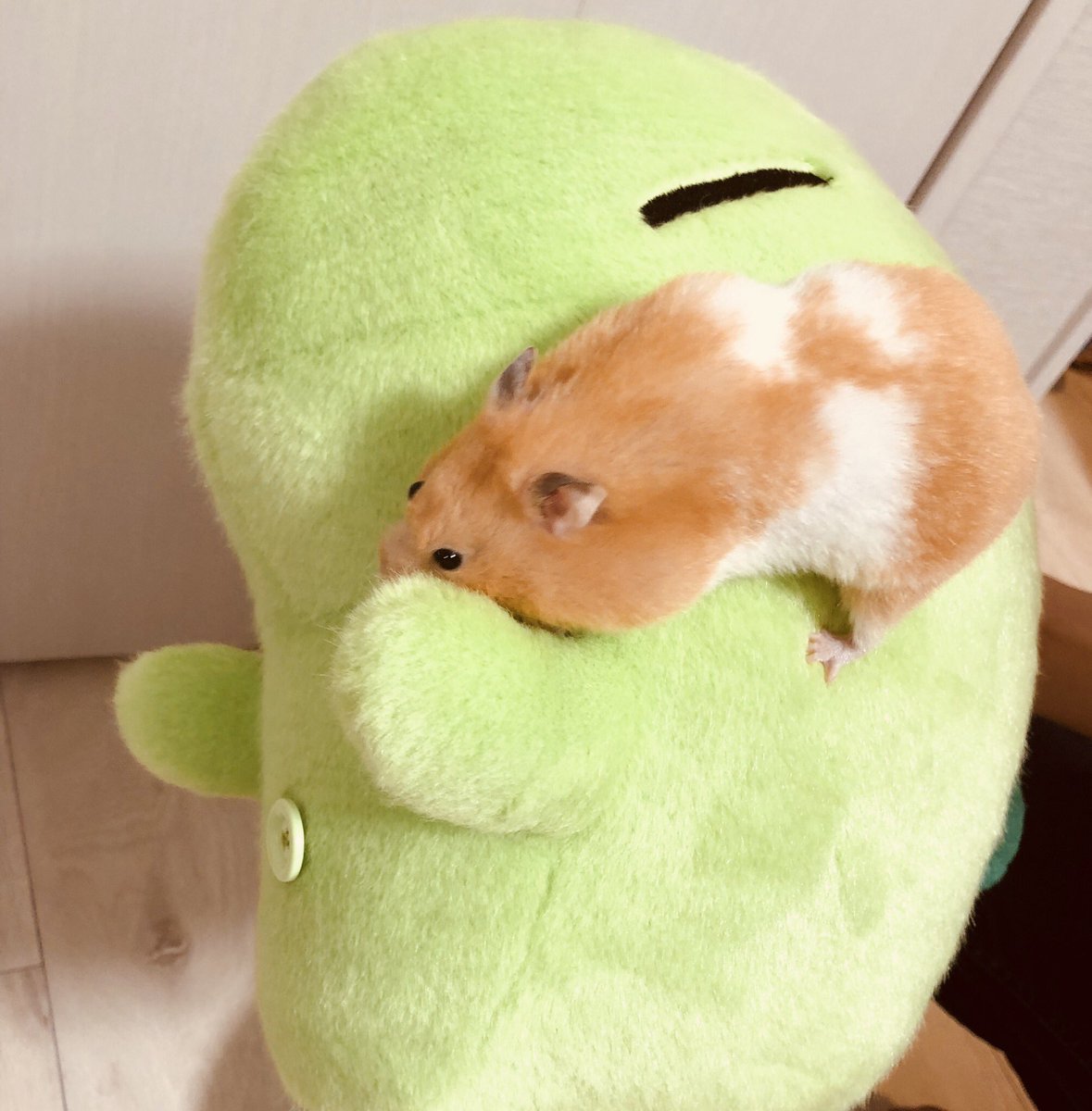 もこう もこう