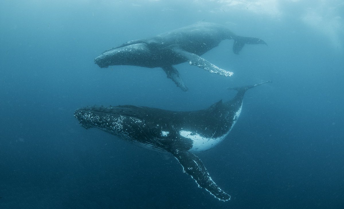 OceaniMPActSA's tweet photo. Do you think Southeast Atlantic Seamount should be declared a Marine Protected Area? Make your voice heard and take action. Visit our Facebook page to find out how: https://t.co/vVzAoDDaLk #OnlyThisMuch #21MPACountdown #AskEdna https://t.co/NZ1QlmUxgz