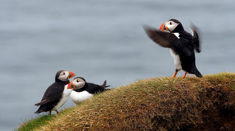 #SadNews of today - #puffins in decline? -> buff.ly/2LSMSsC