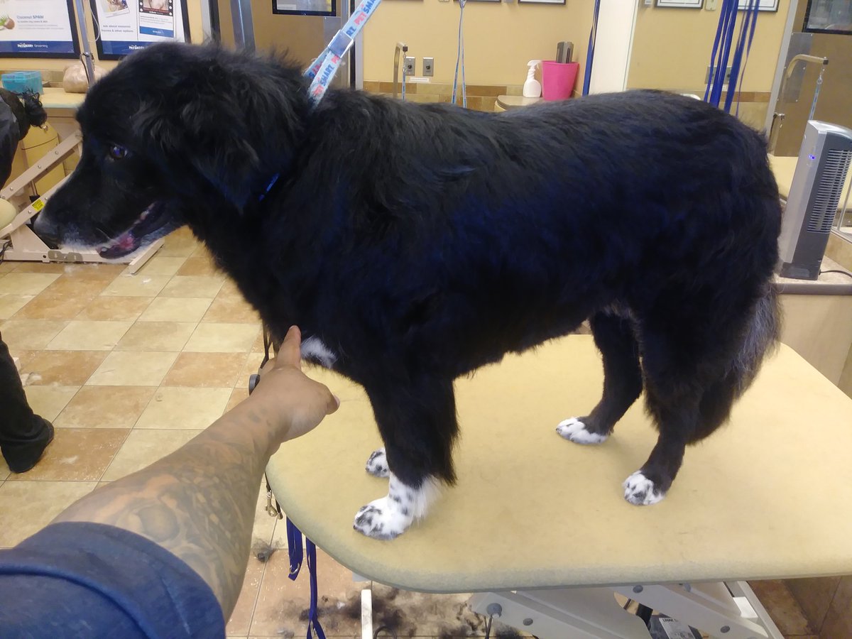#petsmartgroomer #petsmart #Furminator #bordercollie <a href="/GreecePetsmart/">Petsmart Greece</a> <a href="/petsmartgreece/">PetSmart Grooming- Greece</a>