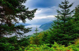 bryanSBRI's tweet photo. News: Reducing pine weevil damage in forests: apply for contracts: https://t.co/5wWcp3iQyR - Organisations can apply for a share of £150k to develop innovative ways of protecting young forest trees in Scotland. #SBRI @fcscotland https://t.co/ShePPnedV4