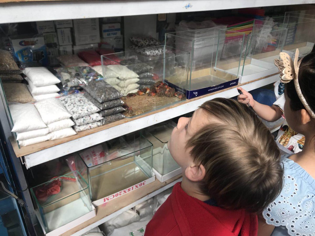 maryanne_muhl's tweet photo. Another successful trip to the flower market... 2 frogs, 2 crabs, 2 fish and loads of interesting looking plants! #scienceobservation #survival #isblearns #g3 https://t.co/GCRTScqEnr