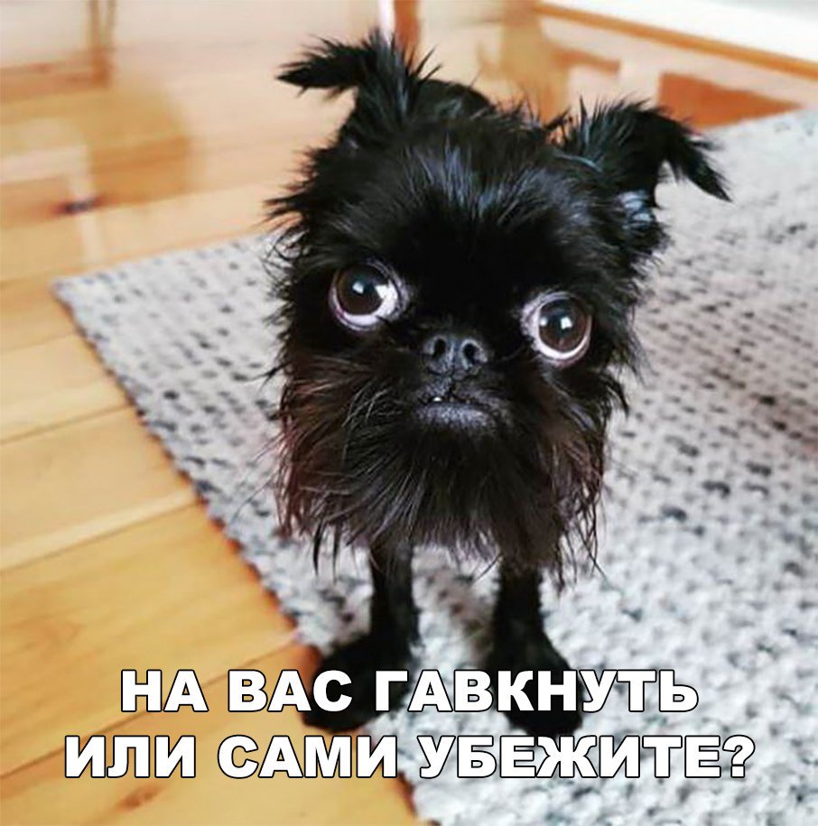 Махони♌ tweet media