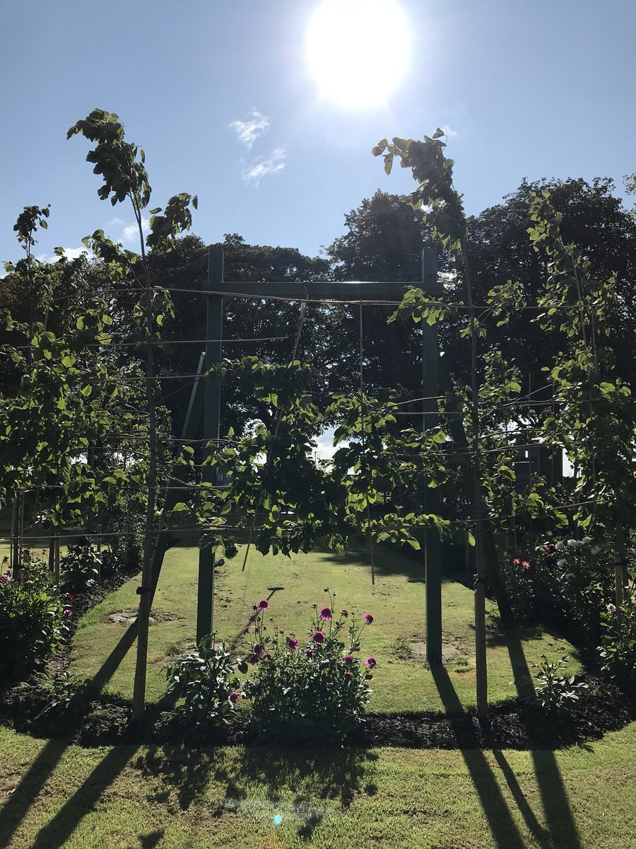 theFamilySK's tweet photo. Absolutely loving the #colours at this time of year. As the waning days of late #summer float by these dazzling #dahlias fizzing with #colour are the new #garden heroes! #flowers #pleachedtrees #blowsy #blooms #mygarden # #dailyview #countrystyle #fridayflowers #changingseasons https://t.co/dEN3fr1tVB