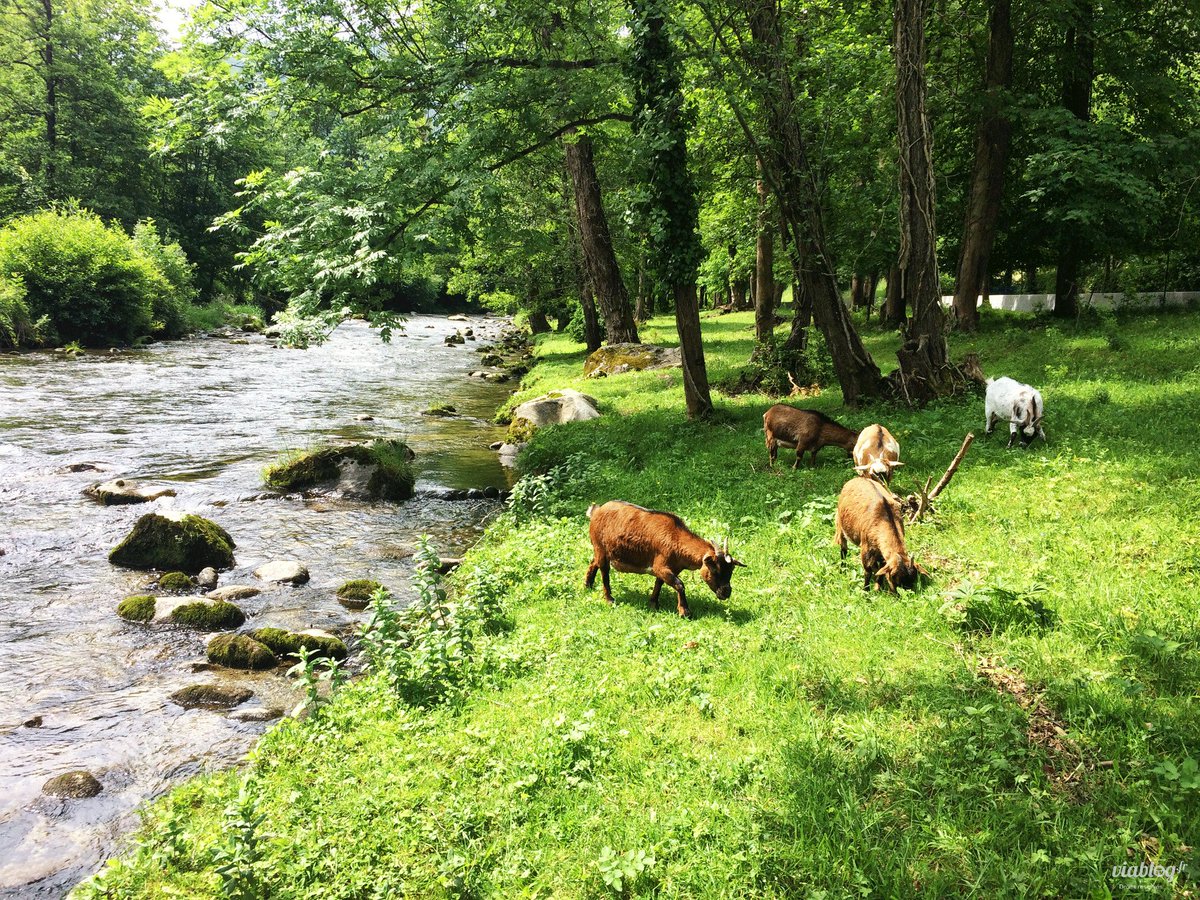 Petite pause bucolique en Ariège au bord du #Vicdessos 🐐 #occitanie #france #ariege #pyrenees #adventure #roadtrip #trek  #nature #visitfrance #FranceMagique #TourismeOccitanie #southoffrance #travelblog #tendances_voyages #DiscoverFrance #NaturePhotography