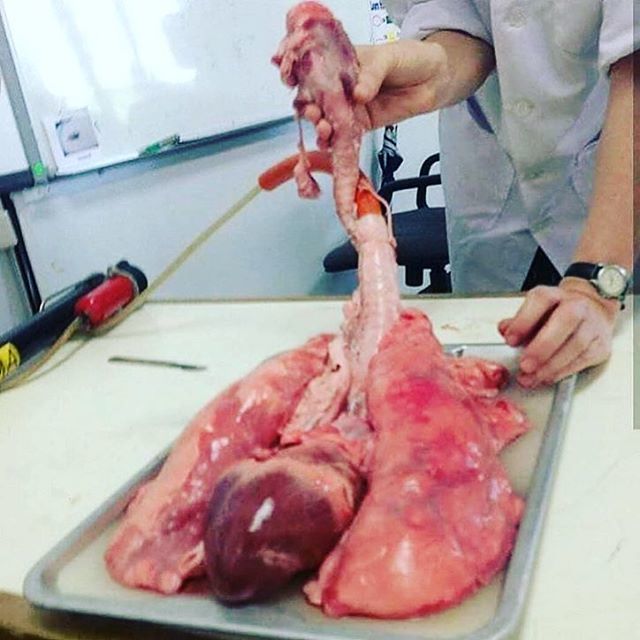 medimenteDOM's tweet photo. Experimento de función pulmonar, les gusta la neumologia ? .
.
.
#Medicina #Pasión #Medimente #aprender #doctor #medico #medlove #Cuerpo #Corazon  #ciencia #salud #enfermedad #responsabilidad #entrega #Medstudent #Facultad #Interno #residente #clinico #quirúrgico #Medlife #E… https://t.co/cXq2KVpO47