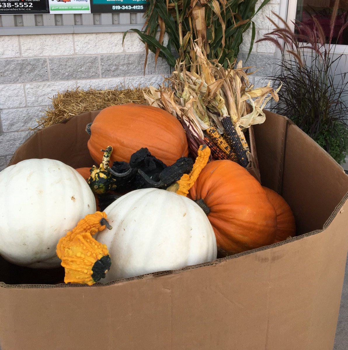 Good morning Drayton! You’ll be happy to know you can get your Harwill Farms fall decor at Drayton Freshmart! #shoplocal